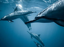 世界杯官网app下载-2026年米兰冬残奥会开闭幕式主题创意公布